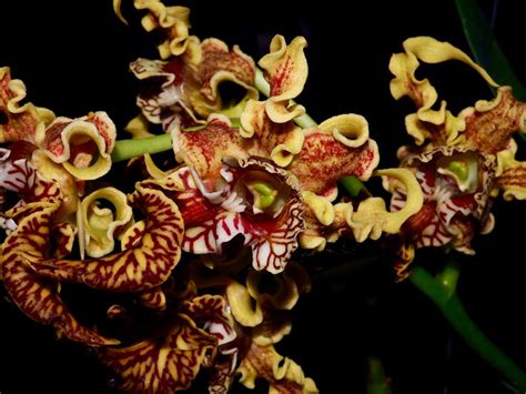 Orquídea Dendrobium Spectabile