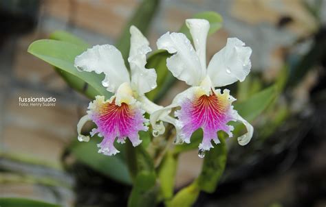 Orquidea Cattleya Rex