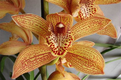 Orquidea Cymbidium Laranja
