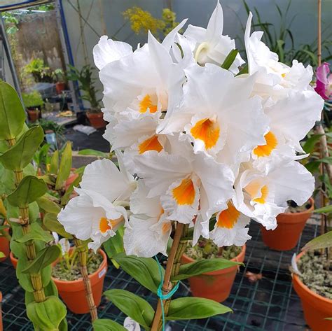 Orquidea Dendrobium Formidable