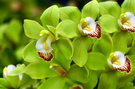 Orquidea Verde Limon