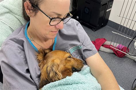 Orthopaedic Vet Near Me