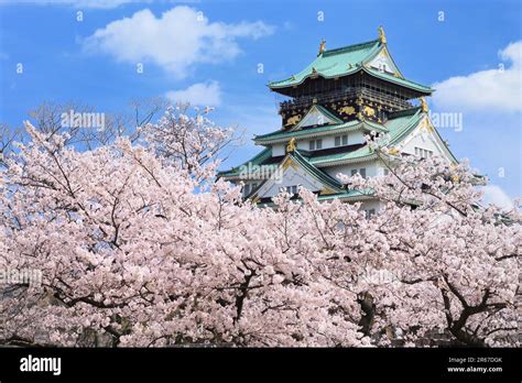 Osaka Castle cherry blossoms