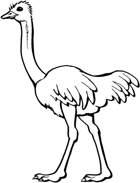 Ostrich Color Page