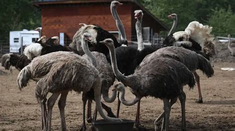 Ostrich Farm