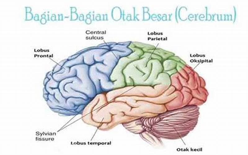Otak Besar (Cerebrum)