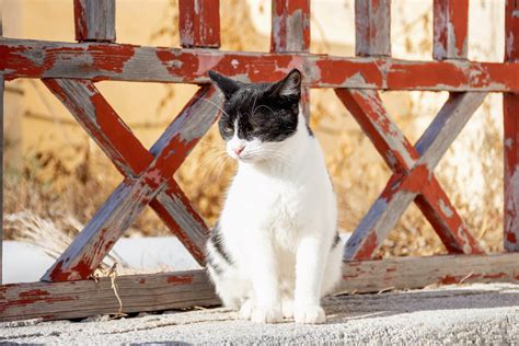 Other Cat Tours Athens