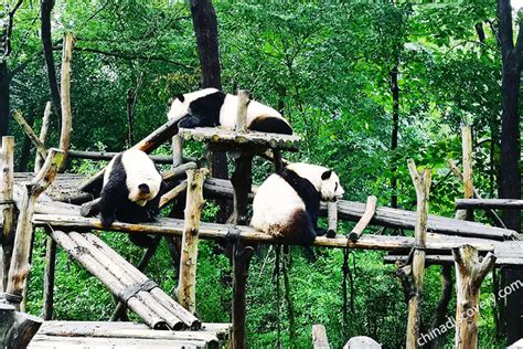 Other Exhibits at Chengdu Panda Base