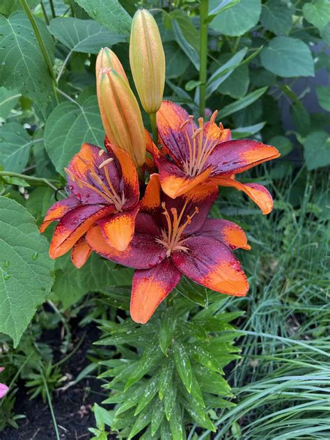 Other Fascinating Lily Varieties
