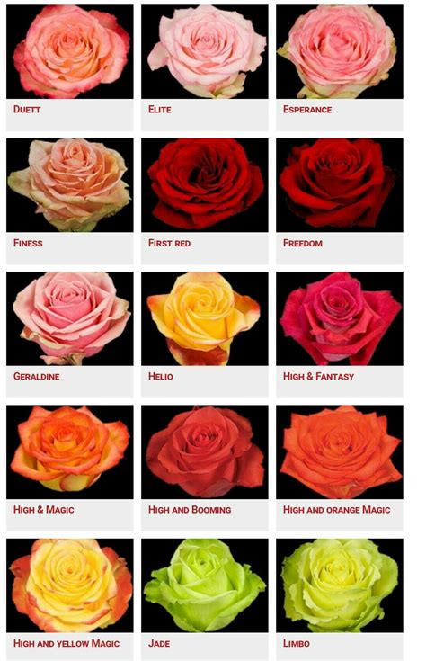 Other Fascinating Types Of Roses Names