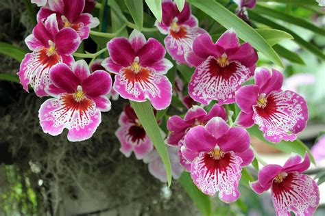 Other Fascinating Types of Orchid Flower