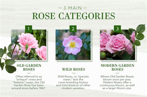 Other Notable Rose Classifications to Explore