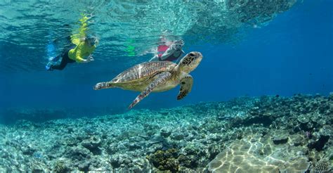 Other Reef Activities