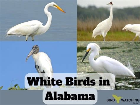 Other White Birds