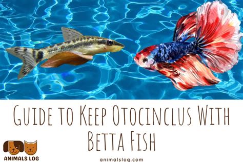 Otocinclus With Betta
