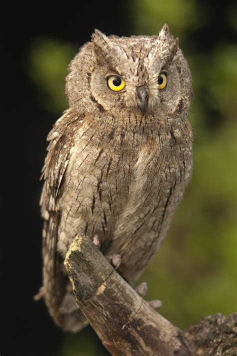 Otus scops