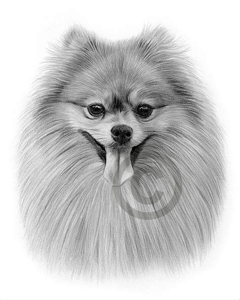 Outline Pomeranian Dog Drawing