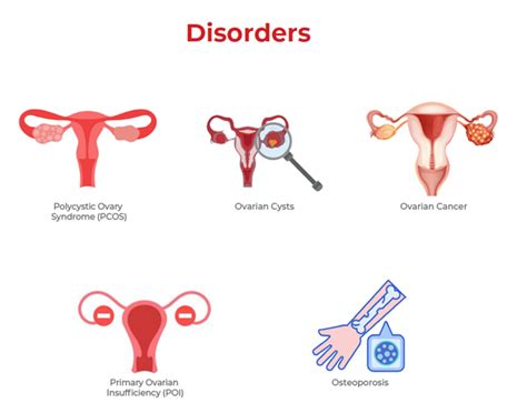 Ovaries: Function, Disorders & Your Health