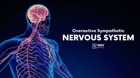 Overactive Sympathetic Nervous System Natural Treatment