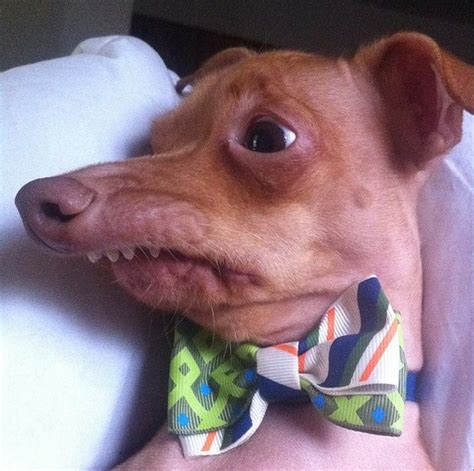 Overbite Dog Meme