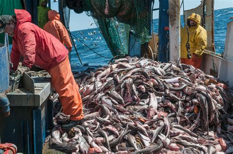 Overfishing and unsustainable practices in fish industry