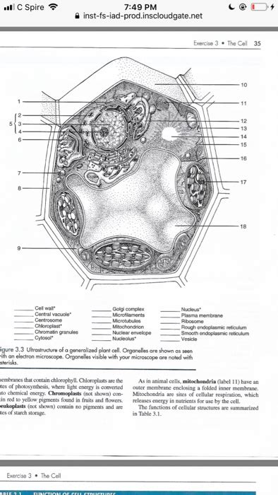 Unlocking the Secrets of an Animal Cell: Exploring the Overhead Transparency Master Generalized Structure - A Comprehensive Guide