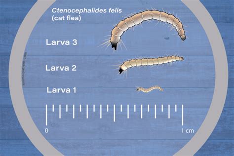 Overlooking Flea Larvae and Pupae
