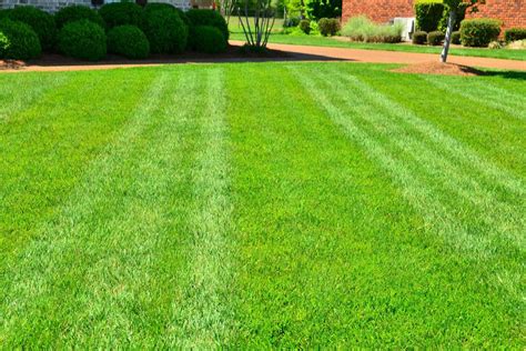 Overseeding Your Lawn in South Jersey