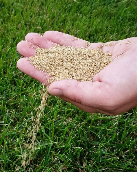 Overseeding for Density