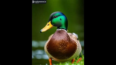 Overthrowing a tropical tyrant