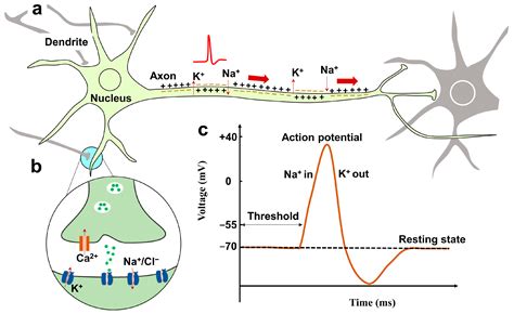 Overview of the Neuron Transistor
