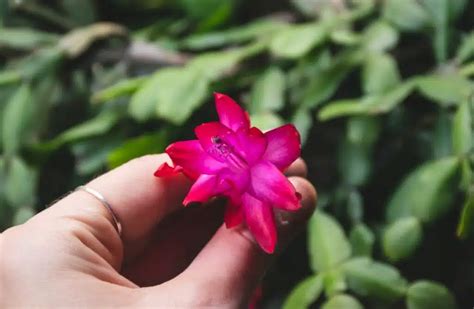 Overwatered Easter Cactus