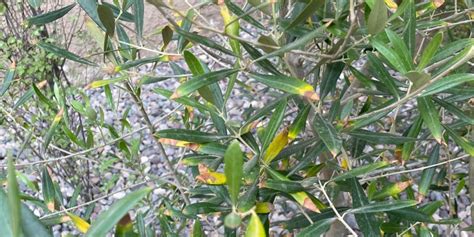 Overwatered Olive Trees: Causes, Symptoms, And Solutions