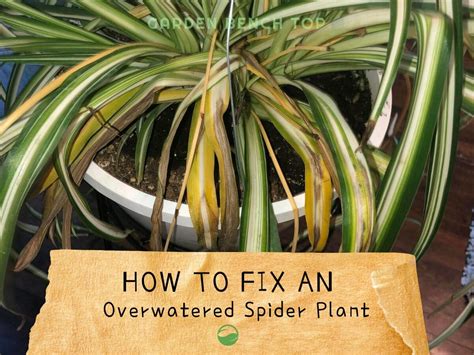 Overwatered Spider Plant