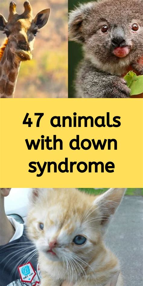 Overweight Cute Animals With Down Syndrome