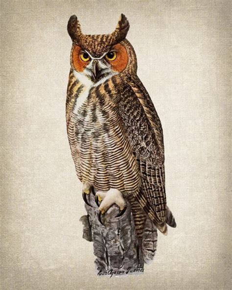Stunning Owl Prints for Sale - Shop Now!