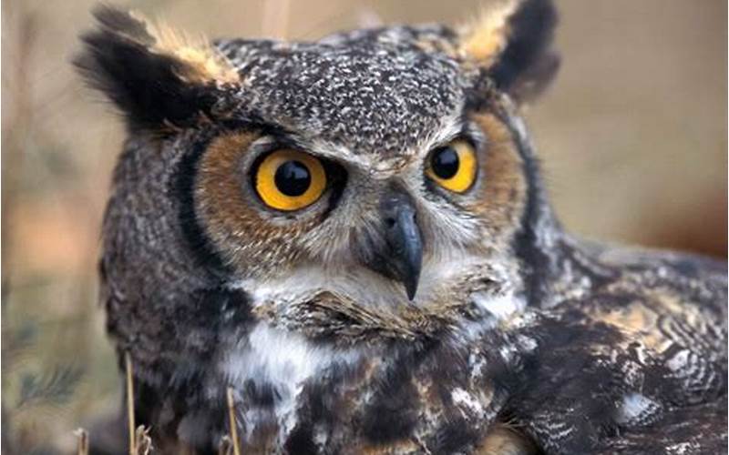 Old World Bird with Distinctive Ear Tufts: A Guide to Understanding the Fascinating Characteristics of the Owl