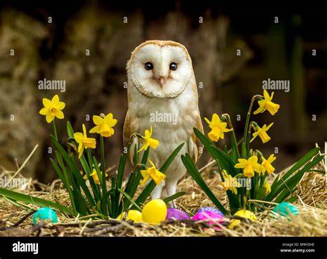 Owl Easter
