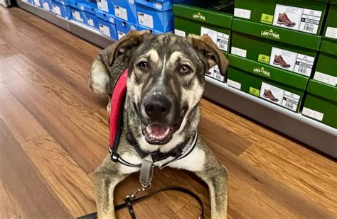 Owner-Trained vs. Professional Programs