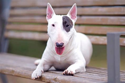 Owning A Bull Terrier