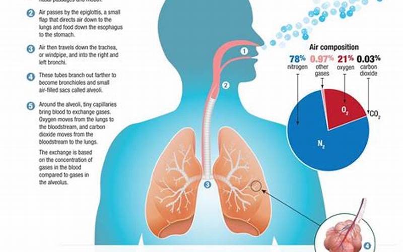 Oxygenation In The Lungs