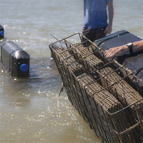 Oyster Farming Equipment