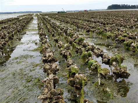 Oyster Farming methods