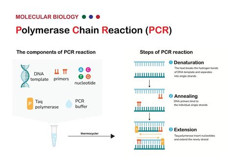 PCR (Polymerase Chain Reaction)