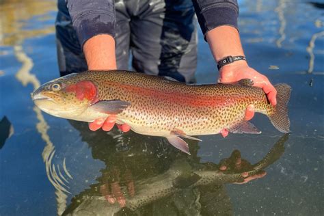 Pa Trout Stocking