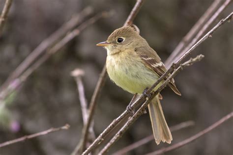 Pacific-slope Flycatcher