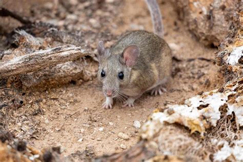 Pack Rat Image