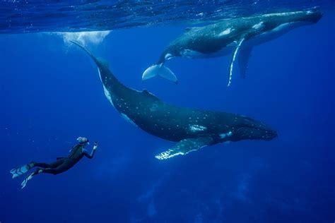 Packing Swimming with Humpback Whales