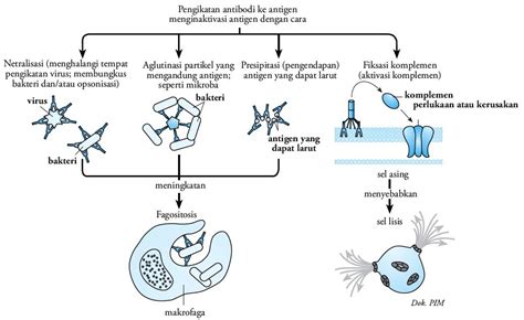 Pembentukan Antigen dan Antibodi Mekanisme / Proses