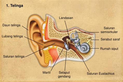 Bagian Telinga Yang Tidak Berperan Dalam Proses Mendengar Adalah